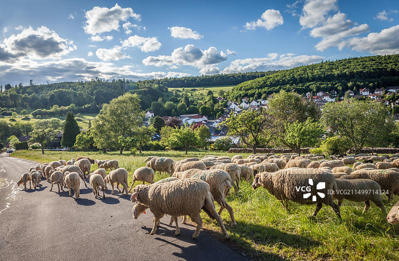 德国黑森州陶努斯恩根哈恩附近的羊群图片素材