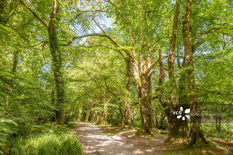 英国康沃尔郡福伊河畔圣尼奥茨博德明沼泽风光图片素材