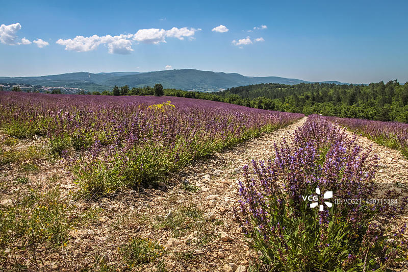 法国普罗旺斯索尔特薰衣草花田风光图片素材