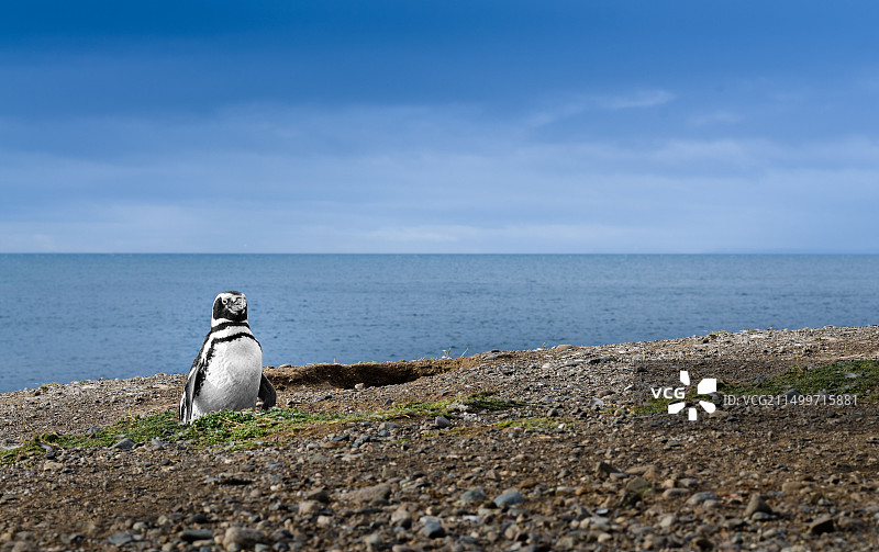 巴塔哥尼亚企鹅图片素材