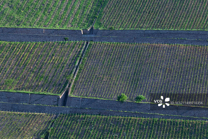 德国莱茵兰-普法尔茨宾根莱茵河畔葡萄园图片素材