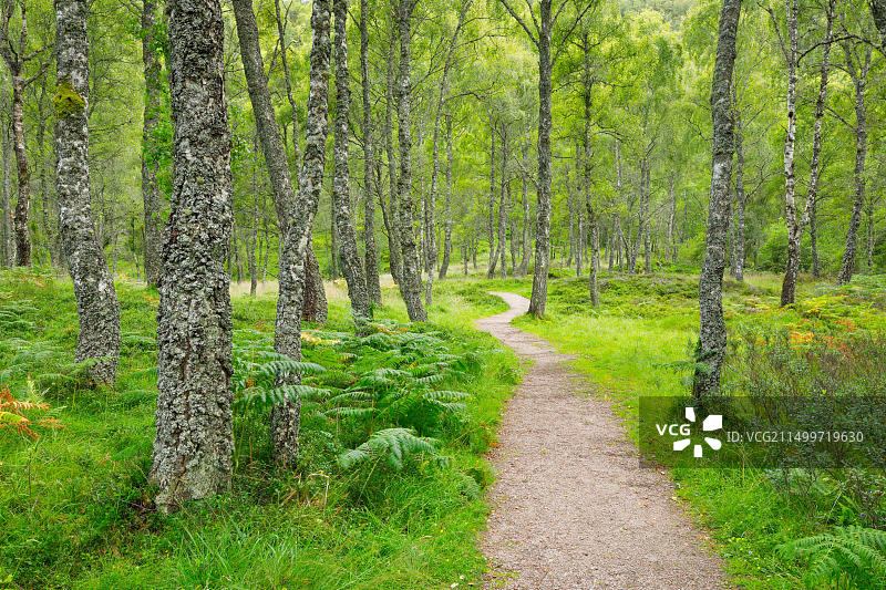 英国苏格兰桦树林中的小路图片素材
