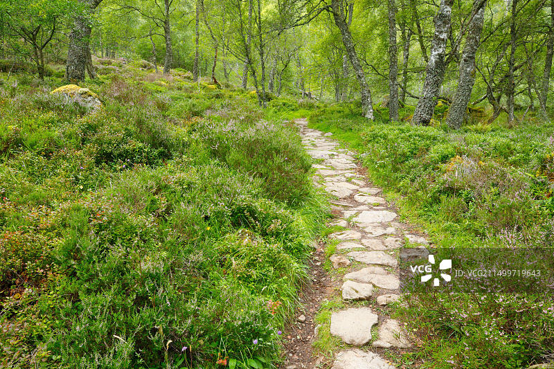 英国苏格兰桦树林中的小路图片素材
