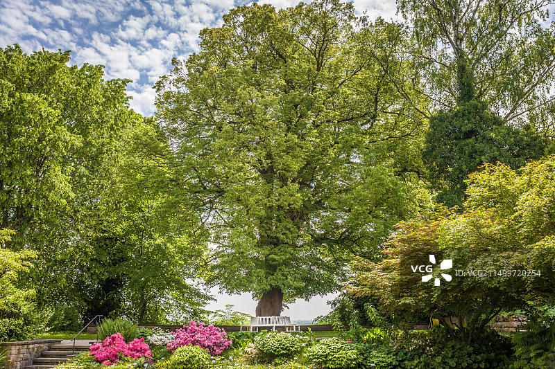德国巴伐利亚州弗赖辛庭院花园中的老菩提树图片素材