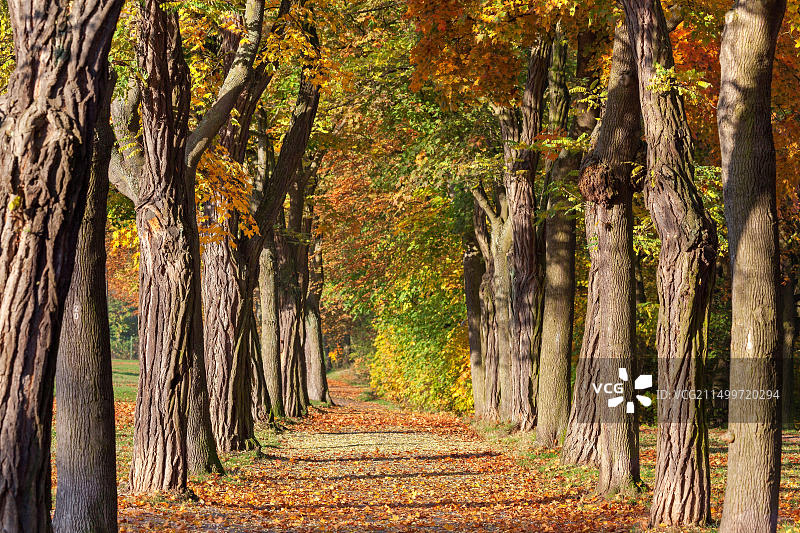 德国莱茵兰-普法尔茨：莱茵河畔宾根枫树小巷图片素材