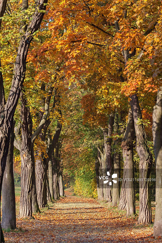 德国莱茵兰-普法尔茨：莱茵河畔宾根枫树小巷图片素材