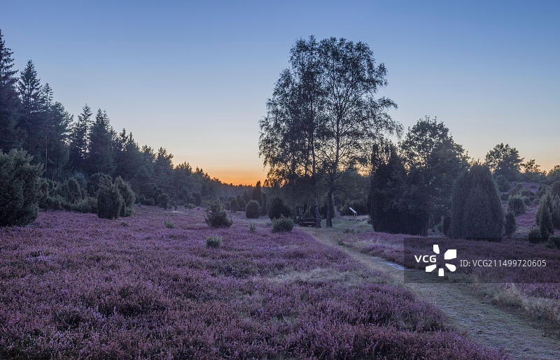 德国下萨克森州埃勒多夫杜松石楠图片素材
