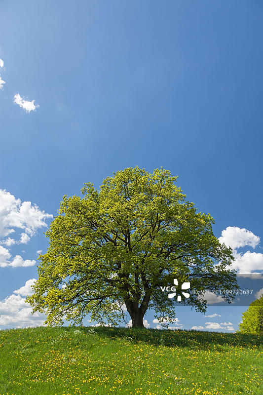 德国巴伐利亚安德克斯春季橡树图片素材