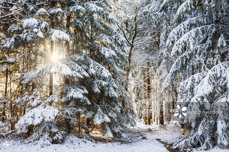 德国黑森冬日森林阳光图片素材