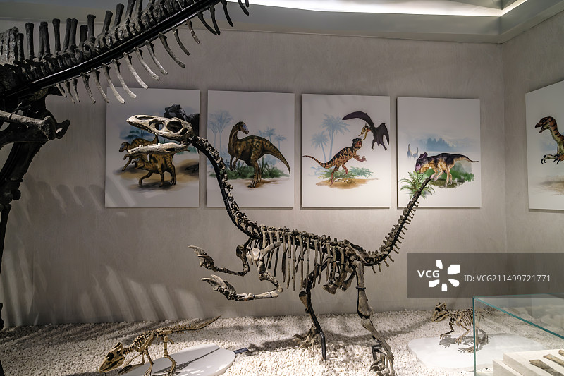 呼和浩特内蒙古自然博物馆图片素材