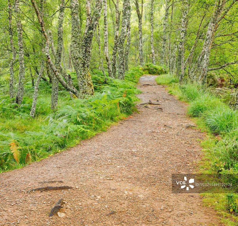 英国苏格兰桦树林中的小路图片素材