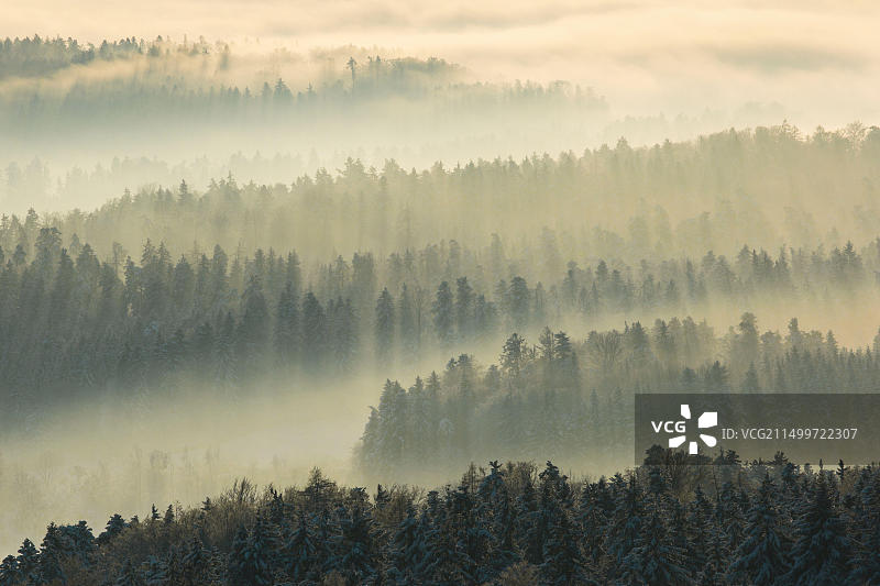 瑞士苏黎世高地被雾气笼罩的雪冷杉林图片素材