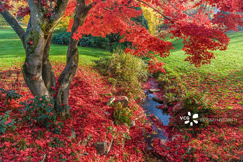 德国黑森州威斯巴登尼罗公园的绚丽日本枫树图片素材