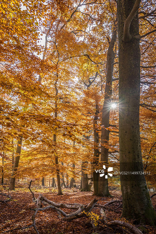 德国黑森州尼德豪森陶努斯山脉秋日山毛榉林图片素材