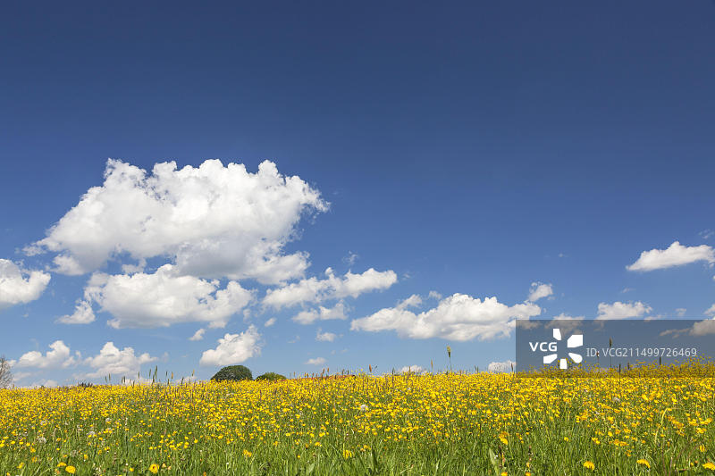 德国巴伐利亚州海兴多夫的春日草甸风光图片素材
