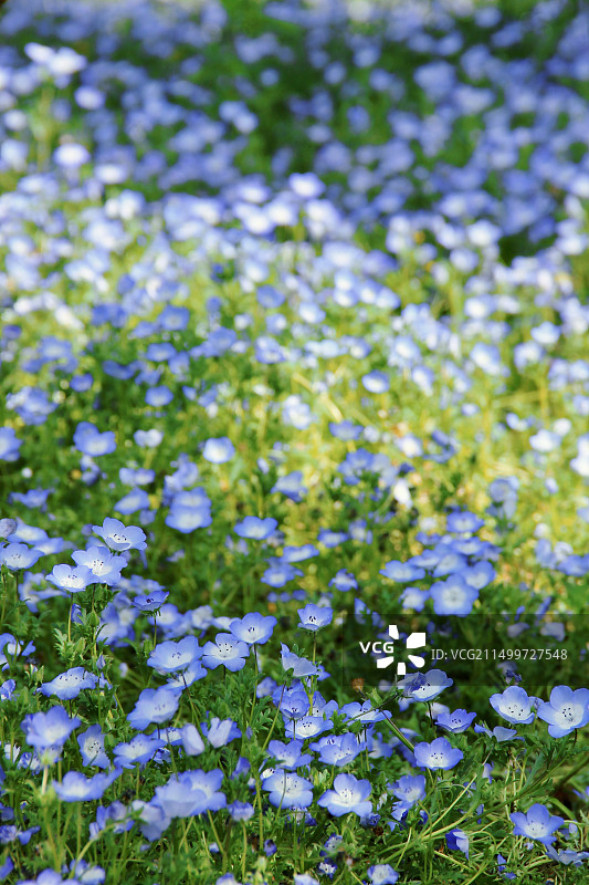 喜林草图片素材