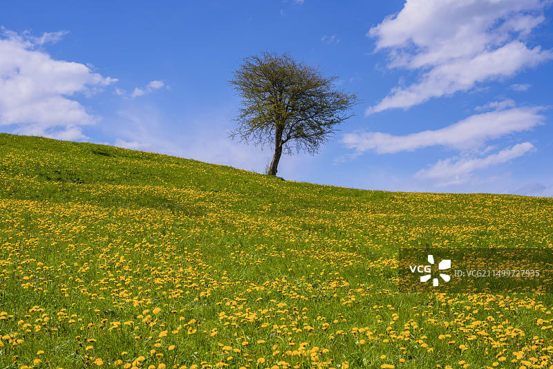 德国巴伐利亚蒲公英草地和橡树，自然风光图片素材