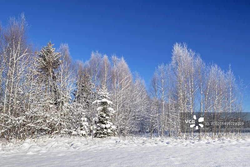 德国巴伐利亚Breunetsried的桦树林图片素材