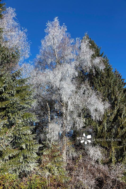 德国巴伐利亚州格罗斯韦尔树木上的白霜图片素材