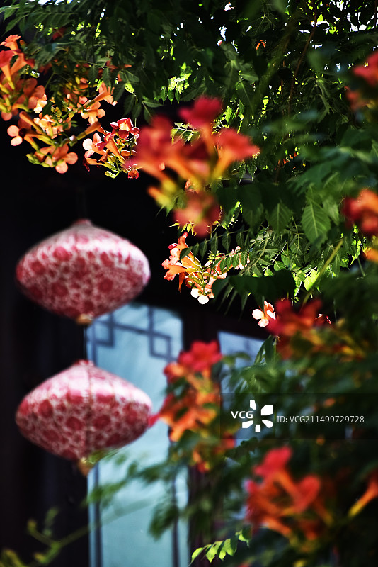 凌霄花图片素材