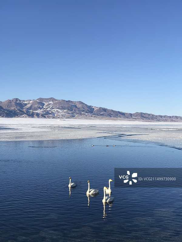 天鹅湖图片素材