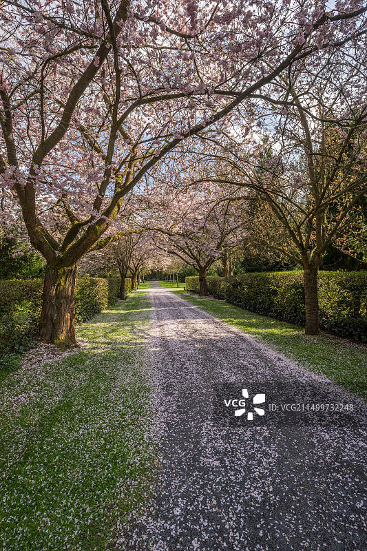 德国下萨克森州哥廷根盛开的樱花大道图片素材
