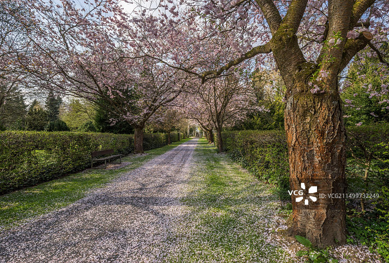 德国下萨克森州哥廷根盛开的樱花大道图片素材