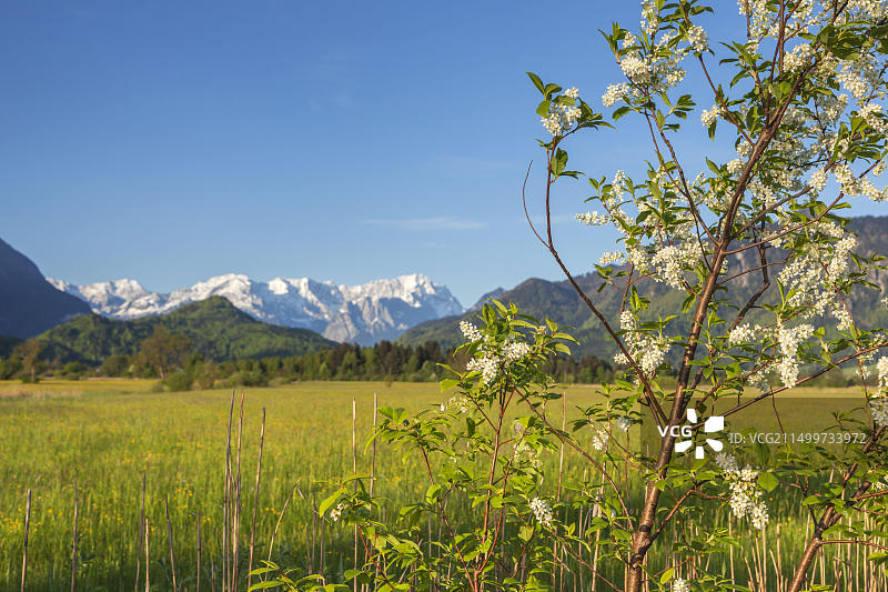 德国巴伐利亚州埃申洛厄，从慕瑙苔藓地眺望韦特施泰因山图片素材