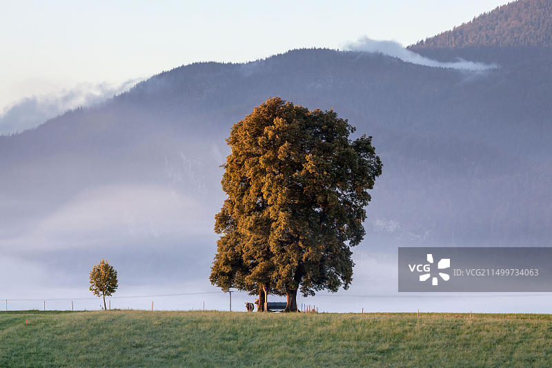 德国巴伐利亚格罗斯韦尔的清晨石灰图片素材