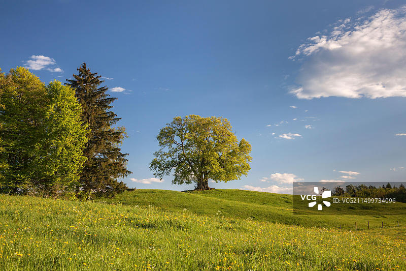 德国巴伐利亚珀金兰茨特滕的冰碛山毛榉图片素材