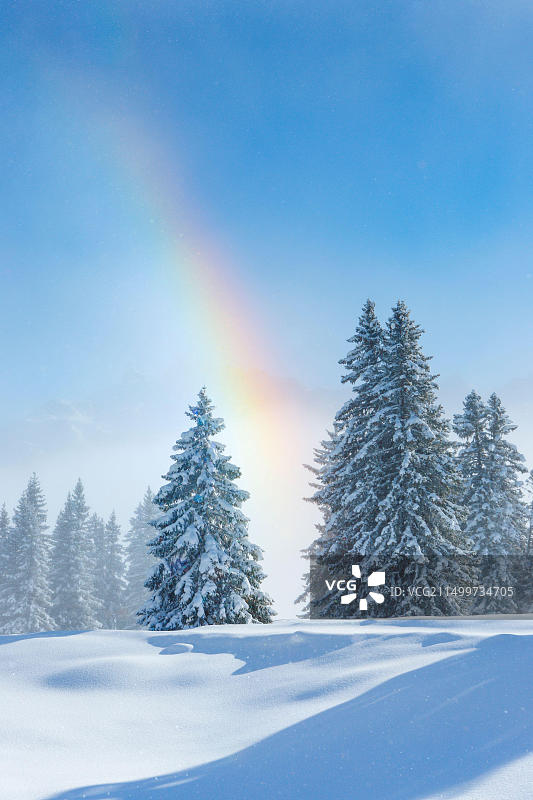 瑞士雪山冷杉彩虹风景图片素材
