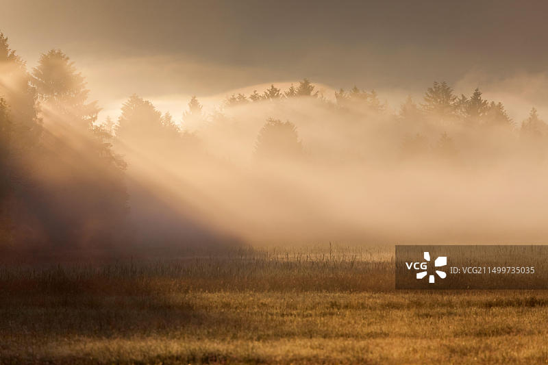德国巴伐利亚格罗斯韦尔，科赫尔湖沼泽上的薄雾图片素材