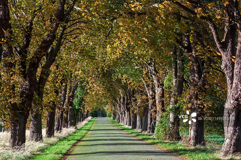德国梅克伦堡-前波美拉尼亚州基尔希多夫的栗树图片素材