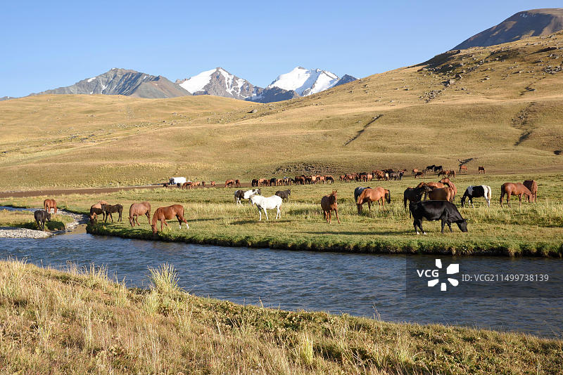 吉尔吉斯斯坦西喀喇昆仑山谷风光（纳伦地区，天山山脉，牛群）图片素材