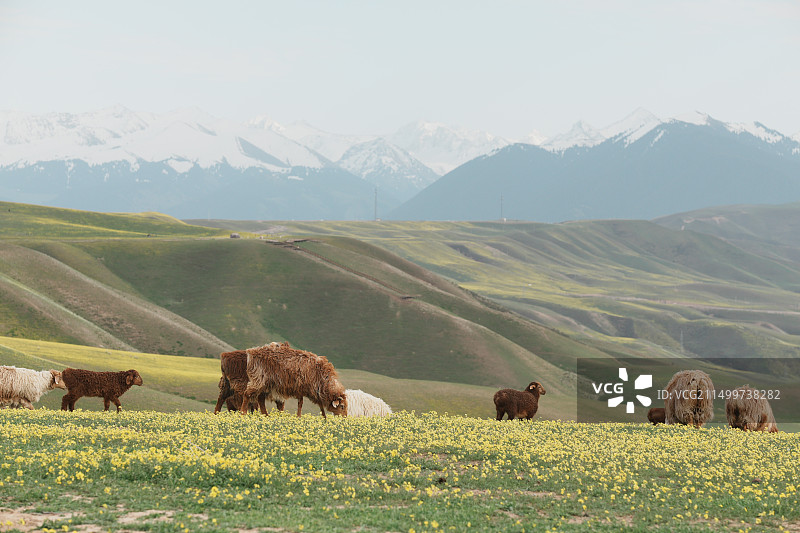 阔克苏峡谷，草原上的羊群图片素材