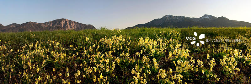 德国巴伐利亚Grossweil的报春花和约赫贝格峰图片素材
