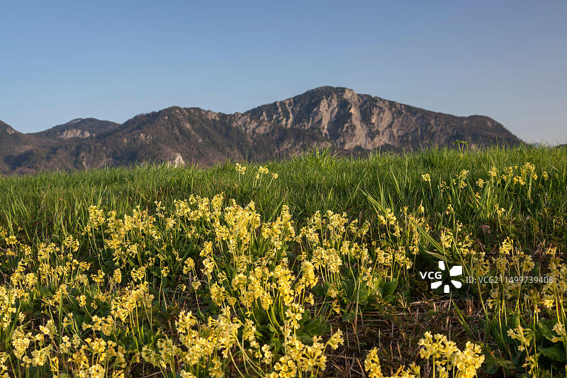 德国巴伐利亚格罗斯韦尔约赫山报春花图片素材