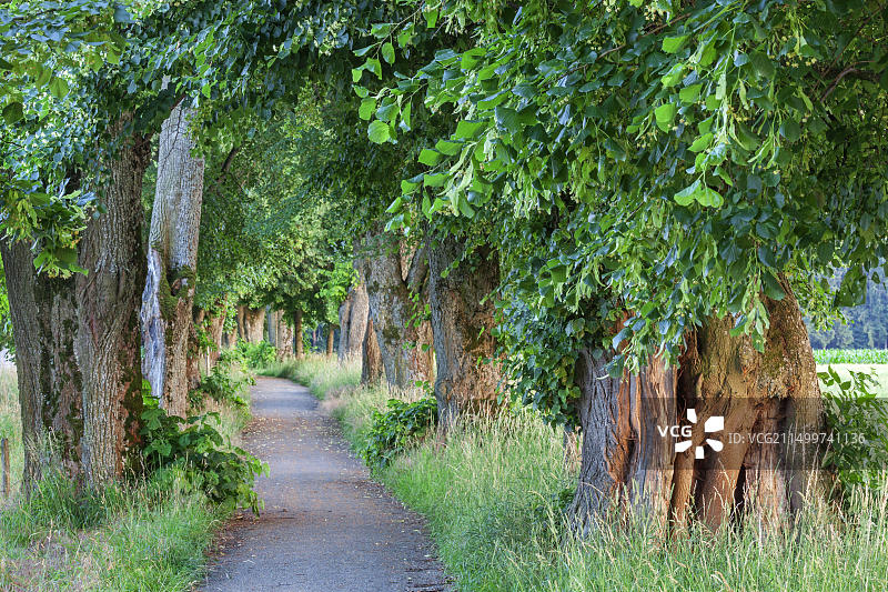 德国巴伐利亚梅明根的石灰树大道图片素材