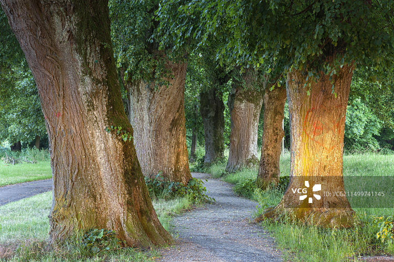 德国巴伐利亚梅明根的石灰树大道图片素材