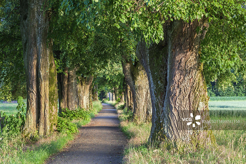 德国巴伐利亚梅明根的石灰树大道图片素材