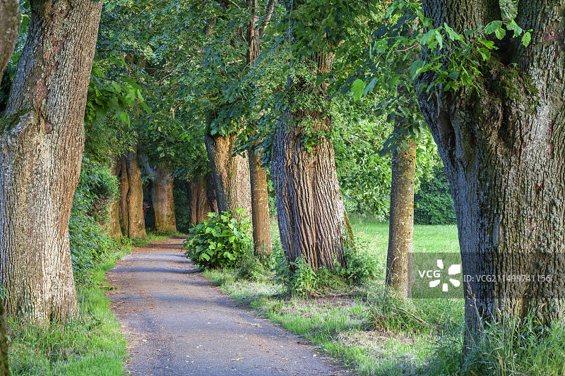 德国巴伐利亚梅明根的石灰树大道图片素材
