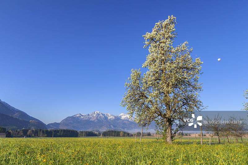 德国科赫尔湖畔春日苹果花盛开图片素材