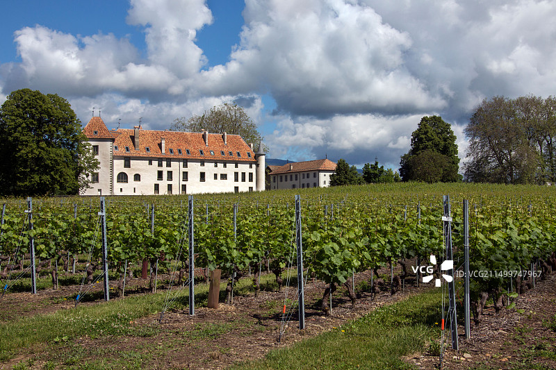 瑞士拉科特葡萄酒产区阿拉曼城堡附近的葡萄园图片素材