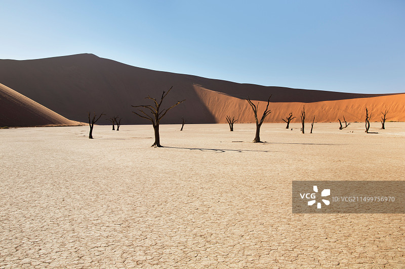 纳米比亚纳米布-诺克卢夫特沙漠中橙色沙丘环绕的死亡谷中的枯树图片素材