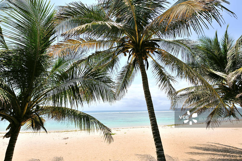 椰子树和海景图片素材