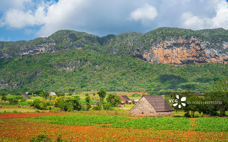 比尼亚莱斯国家公园的烟草田，古巴图片素材