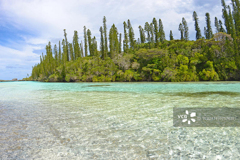 南太平洋新喀里多尼亚松岛奥罗湾天然水池中的地方特有库克松图片素材