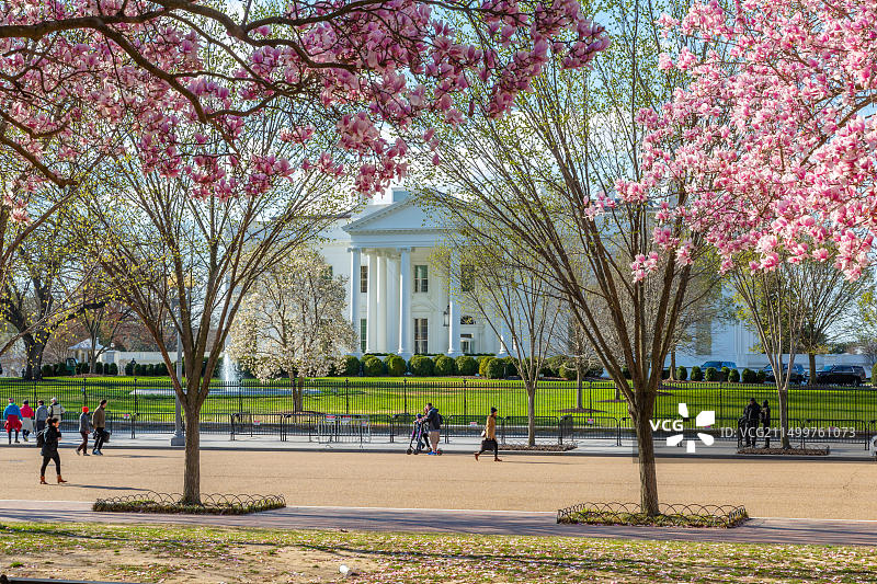 美国华盛顿特区拉法耶特广场的白宫及春季花卉图片素材