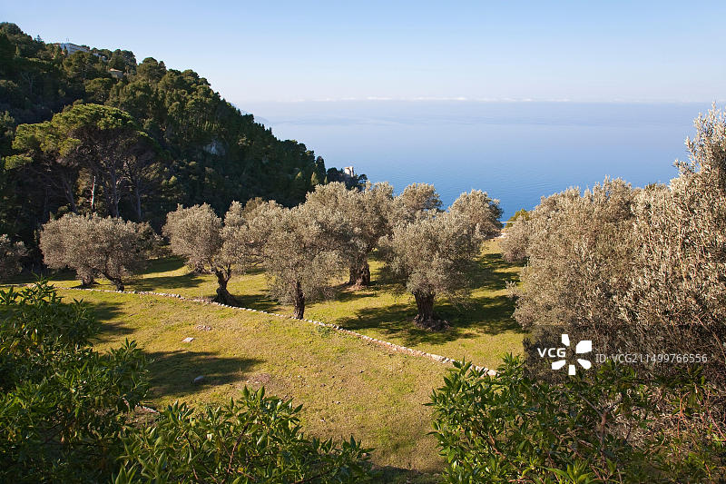 西班牙马略卡岛瓦尔德莫萨 Miramar 修道院的橄榄树图片素材