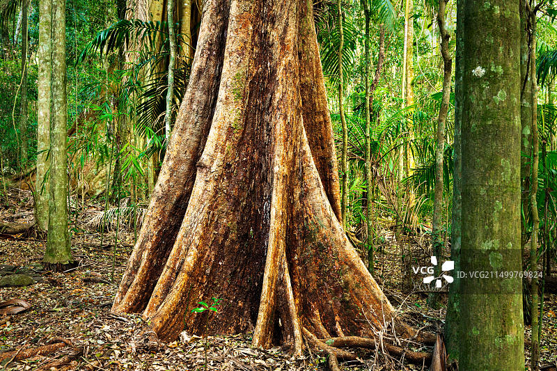 图努巴国家公园中隐蔽的默里灌木丛林图片素材